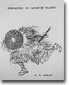 Cover of Curvature In Japanese Blades